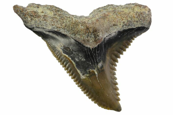 Fossil Shark Tooth (Hemipristis) - Bone Valley, Florida #145133